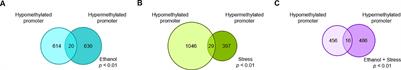 Hippocampal DNA Methylation in a Mouse Model of Fetal Alcohol Spectrum Disorder That Includes Maternal Separation Stress Only Partially Explains Changes in Gene Expression